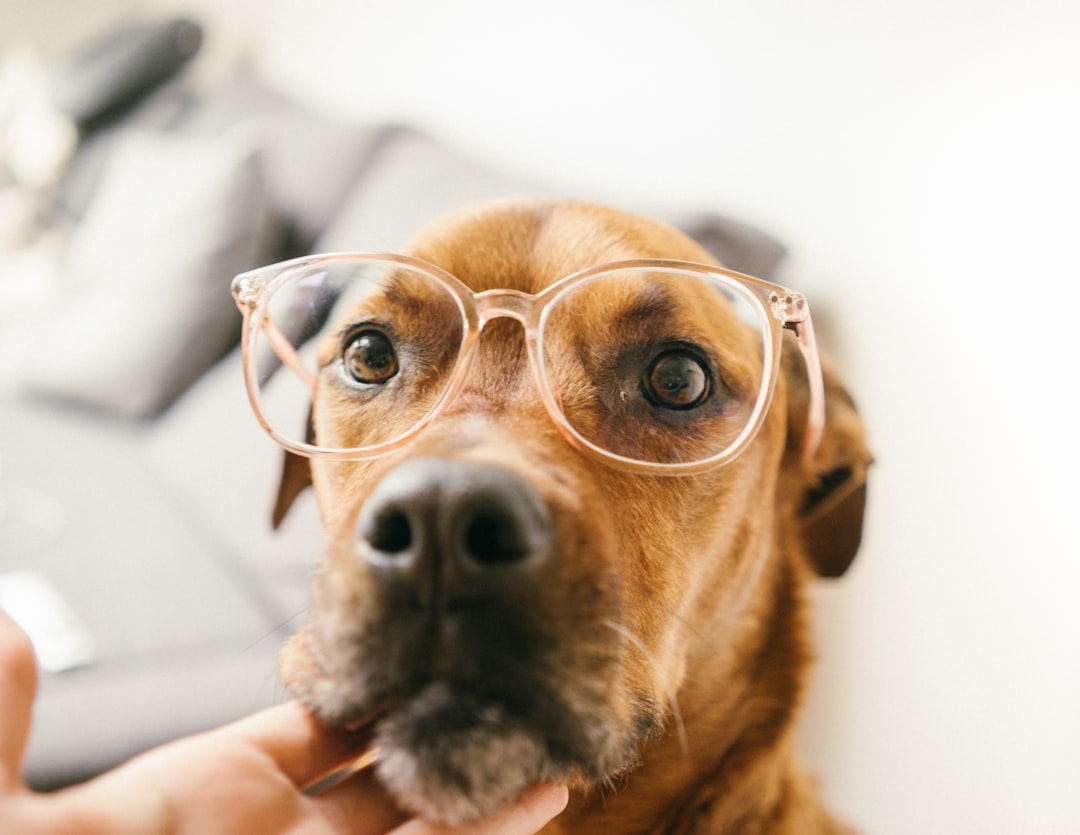 Photo Dog muzzle